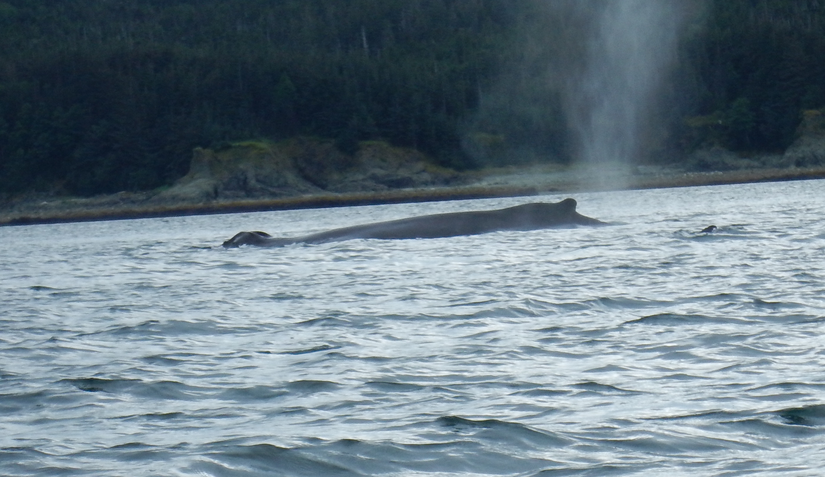 Whale ahead blow